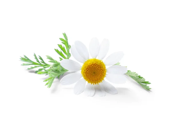 Χαμομήλι Που Ανθίζει Και Απομονώνεται Στο Λευκό Όμορφο Λουλούδι — Φωτογραφία Αρχείου