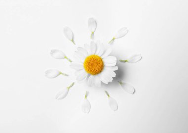 Düz kompozisyon ve beyaz arkaplanda taze papatya çayı