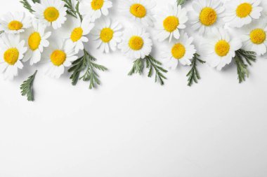 Düz kompozisyon ve beyaz arka planda taze papatya çayı. Metin için boşluk