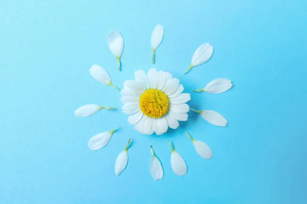 Flat Lay Composition Fresh Chamomile Light Blue Background — Stock Photo, Image