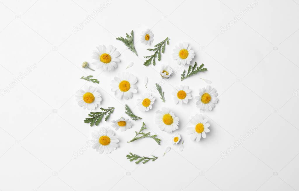 Flat lay composition with fresh chamomiles on white background