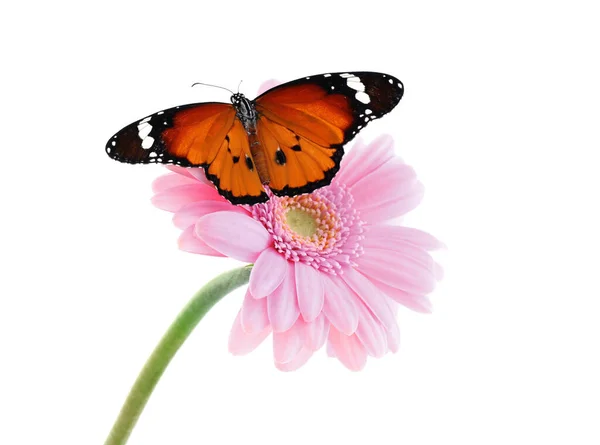 Fleur Avec Belle Dame Peinte Papillon Isolé Sur Blanc — Photo