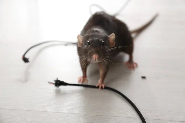 老鼠靠近被咬的电缆在室内 防治虫灾 — 图库照片