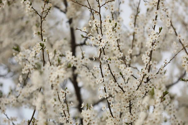 Närbild Bild Bild Blommande Träd Utomhus Våren Dag — Stockfoto