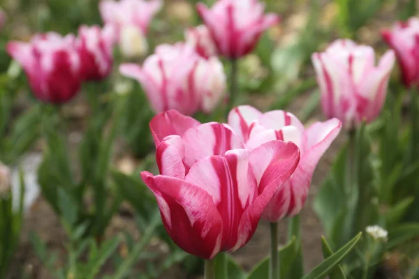 Mooie Bloeiende Tulpen Buiten Lentedag — Stockfoto