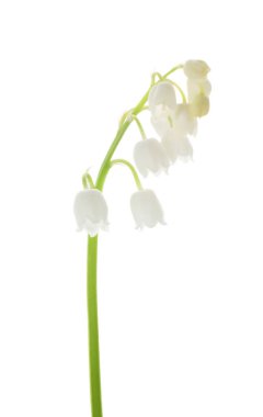 Vadinin güzel zambakları bembeyaz