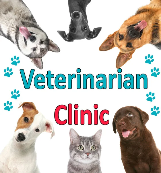 Colagem Com Diferentes Animais Estimação Bonitos Texto Clínica Veterinária Fundo — Fotografia de Stock
