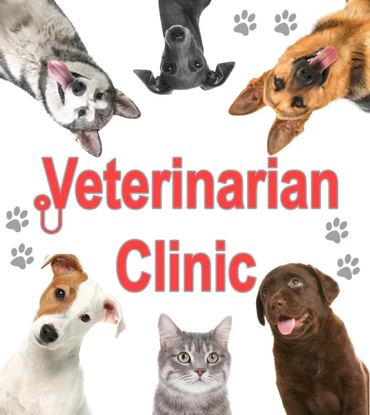 Colagem Com Diferentes Animais Estimação Bonitos Texto Clínica Veterinária Fundo — Fotografia de Stock