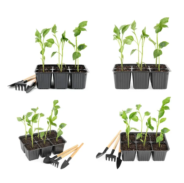 Set Vegetable Seedlings Gardening Tools White Background — Stock Photo, Image