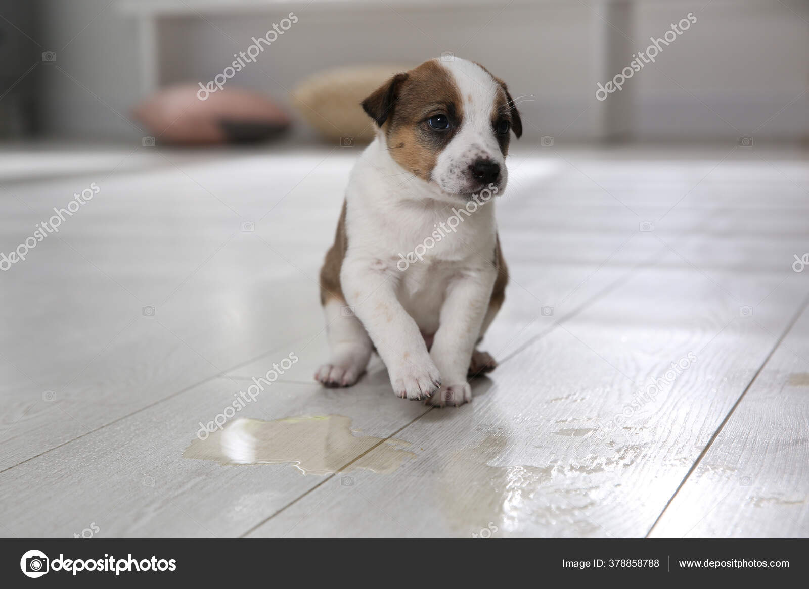 Is It Common For Puppies To Have Accidents