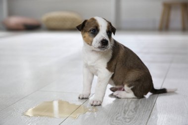 Su birikintisinin yakınındaki sevimli köpek yavrusu.