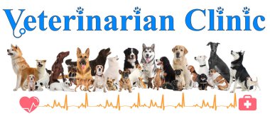 Farklı köpeklerle kolaj yapmak ve beyaz arka planda veteriner kliniğine mesaj atmak. Pankart tasarımı