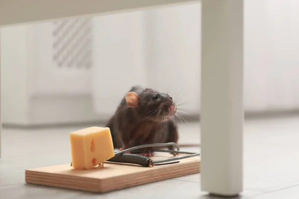 Piège Rats Souris Avec Fromage Intérieur Lutte Antiparasitaire — Photo