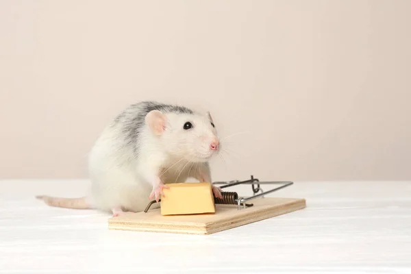 Krysa Myši Sýrem Stole Béžovém Pozadí Kontrola Škůdců — Stock fotografie