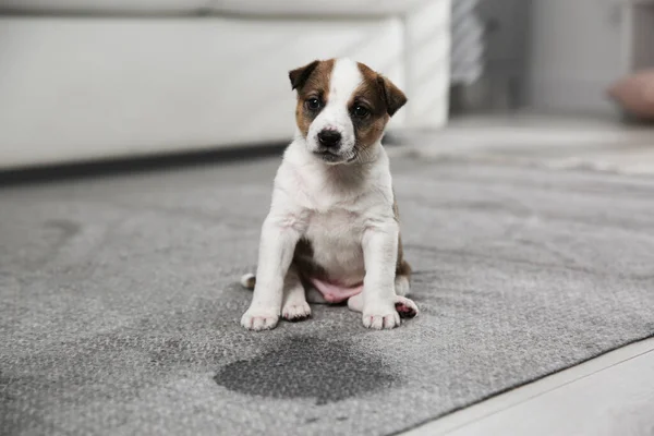 Cachorrinho Adorável Perto Ponto Molhado Tapete Dentro Casa — Fotografia de Stock