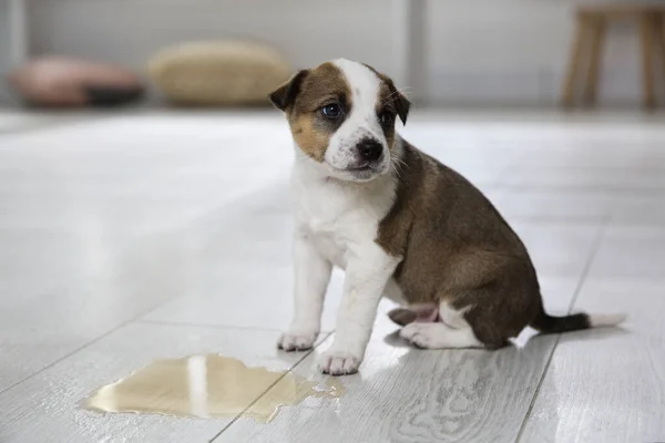 Cãozinho Adorável Perto Poça Chão Dentro Casa — Fotografia de Stock