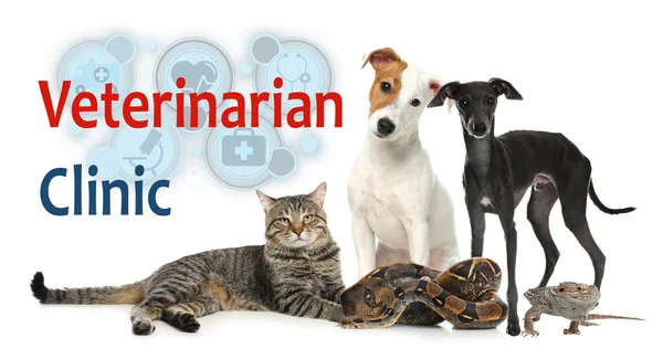 Groep Van Verschillende Huisdieren Tekst Veterinair Kliniek Witte Achtergrond — Stockfoto