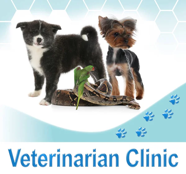 Group of different pets and text Veterinarian Clinic on white background