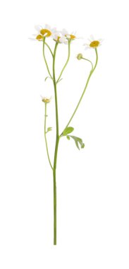 Çiçek açan papatya çayı beyazda izole edilmiş. Güzel çiçek.