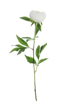 Güzel çiçek açan şakayık çiçekleri beyaz renkte izole edilmiş.