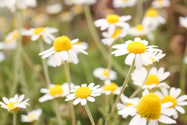 Krásné Heřmánkové Květy Rostoucí Poli Detailní Záběr — Stock fotografie