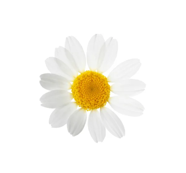 Χαμομήλι Που Ανθίζει Και Απομονώνεται Στο Λευκό Όμορφο Λουλούδι — Φωτογραφία Αρχείου