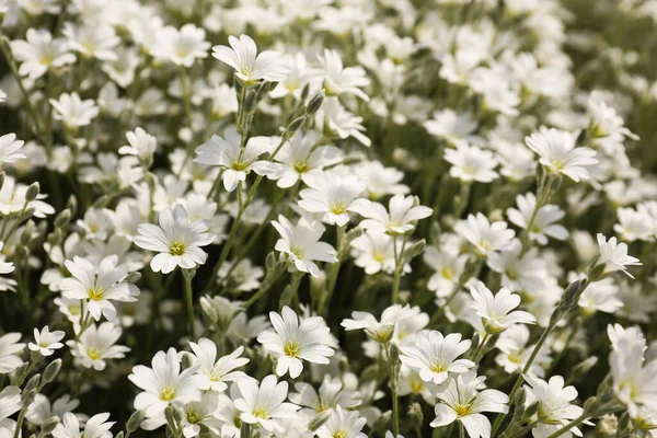 Closeup View Beautiful White Meadowfoam Field — Stock Photo, Image