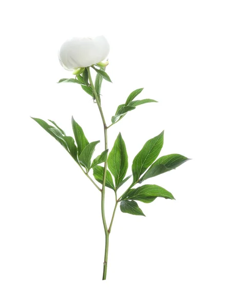 Vacker Blommande Pion Blomma Isolerad Vit — Stockfoto