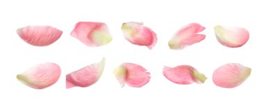 Beyaz arka planda taze şakayık yaprakları. Pankart tasarımı