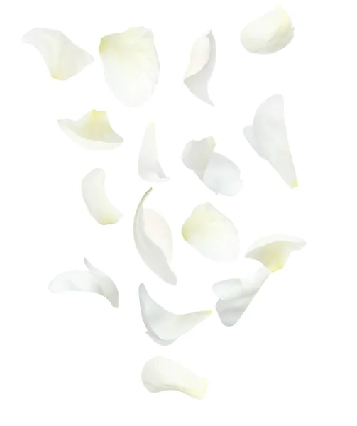 Set Van Vliegende Verse Pioenrozen Bloemblaadjes Witte Achtergrond — Stockfoto