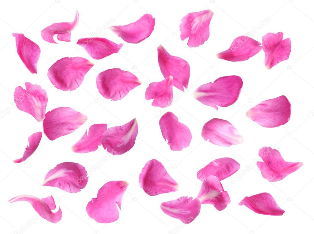 Set of fresh peony petals on white background