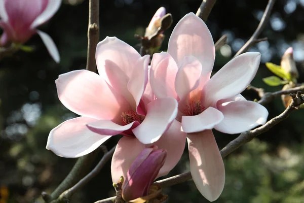 Closeup View Blossoming Magnolia Tree Outdoors Spring Day — Stock Photo, Image