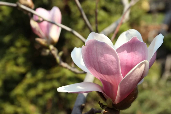Closeup View Blossoming Magnolia Tree Outdoors Spring Day — Stock Photo, Image