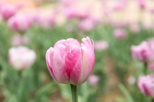 Mooie Bloeiende Tulp Buiten Lentedag — Stockfoto