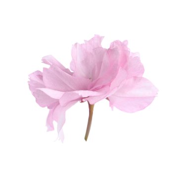 Güzel sakura çiçeği beyazın üzerinde soyutlanmış. Bahar mevsimi