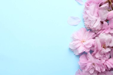 Açık mavi arka planda güzel sakura çiçekleri, metin için boşluk. Japon kirazı