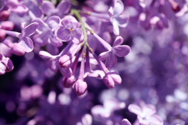 Güzel çiçek açan leylak çalıların yakın görüntüsü.