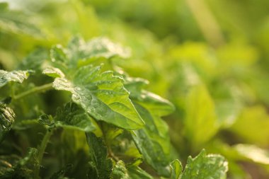 Bulanık arkaplanda su damlaları olan domates fidelerinin yakın görüntüsü