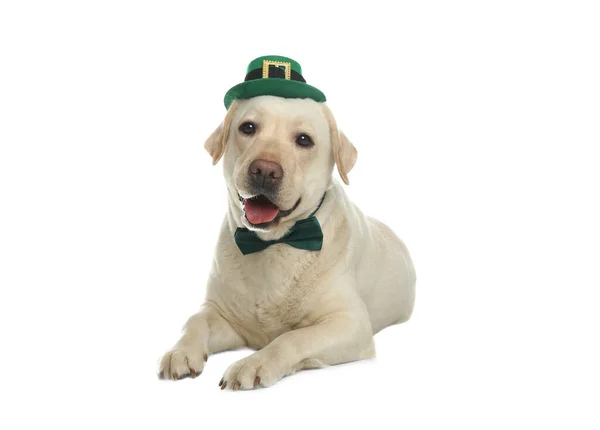 Labrador Retriever Avec Chapeau Lutin Nœud Papillon Sur Fond Blanc — Photo