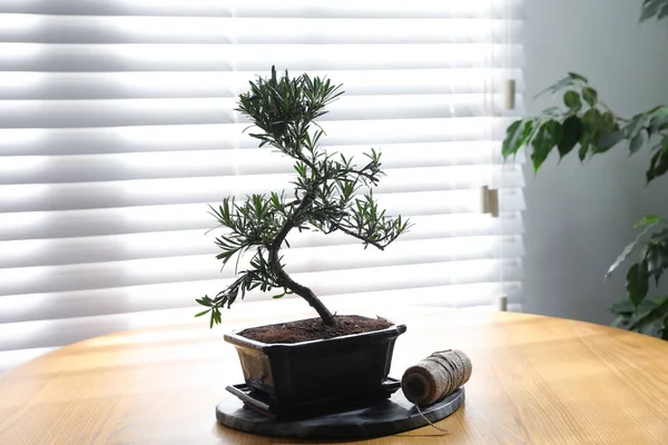 Impianto Bonsai Giapponese Corda Tavolo Legno Vicino Alla Finestra Creare — Foto Stock