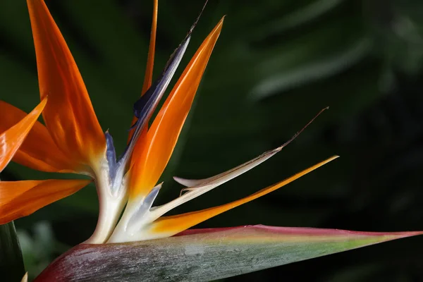 Bird Paradise Τροπικό Λουλούδι Θολή Φόντο Closeup — Φωτογραφία Αρχείου