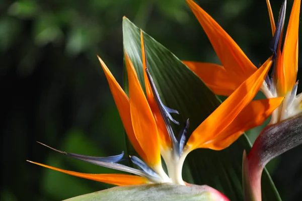 Bird Paradise Τροπικά Λουλούδια Θολή Φόντο Closeup — Φωτογραφία Αρχείου