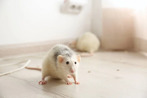 屋内の床に白いネズミ 害虫駆除 — ストック写真