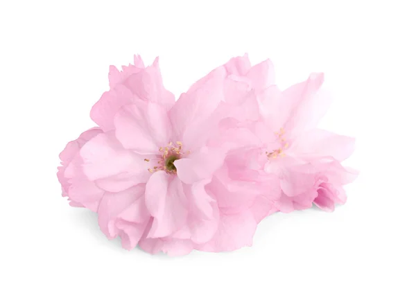 Hermosa Flor Sakura Aislada Blanco Temporada Primavera — Foto de Stock