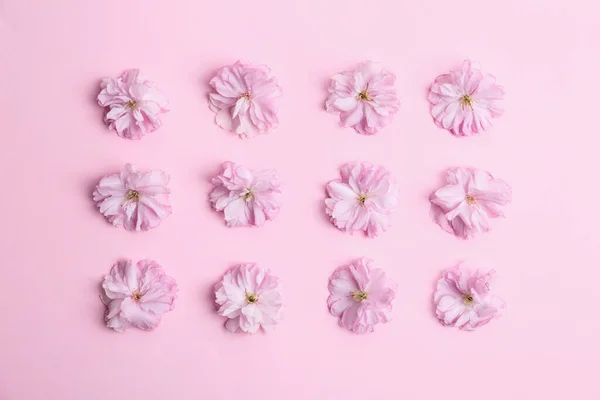 Schöne Sakura Blüte Auf Rosa Hintergrund Flach Gelegt Japanische Kirsche — Stockfoto