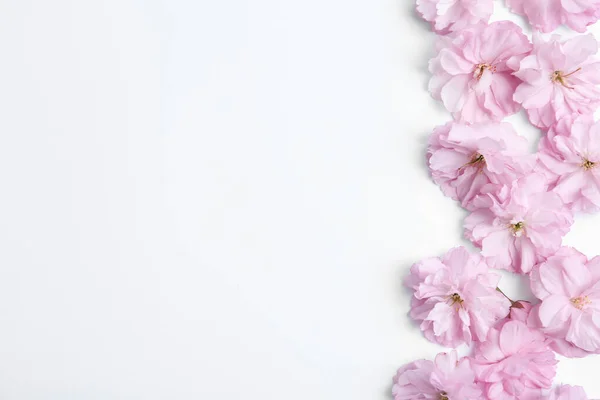 Schöne Sakura Blüte Auf Weißem Hintergrund Platz Für Text Japanische — Stockfoto