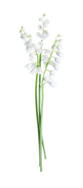 白い谷の花の美しいユリ — ストック写真