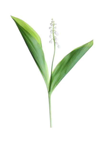 Όμορφος Κρίνος Της Κοιλάδας Φύλλα Απομονωμένα Λευκό — Φωτογραφία Αρχείου