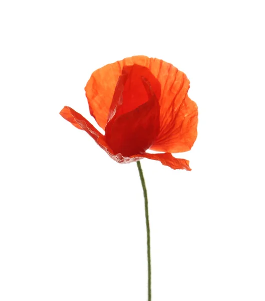 Bellissimo Fiore Papavero Rosso Isolato Bianco — Foto Stock