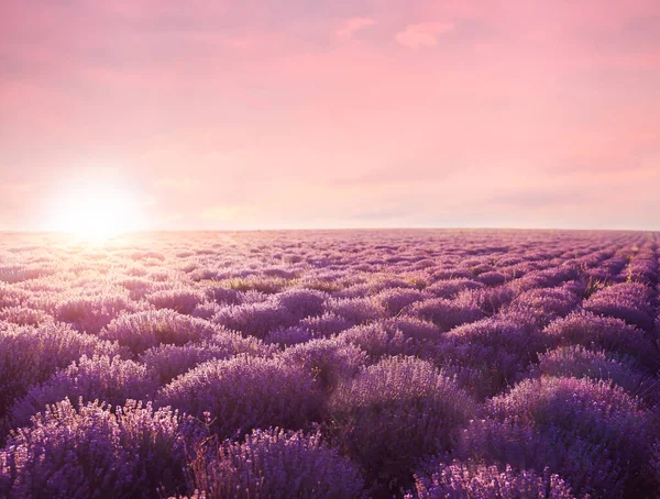 Mooie Bloeiende Lavendel Het Veld Zomerdag Bij Zonsondergang — Stockfoto